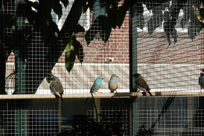 te koop tropische vogels en duiven uit buitenvoliere