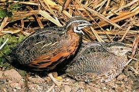te koop tropische vogels en duiven uit buitenvoliere