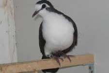 te koop tropische vogels en duiven uit buitenvoliere