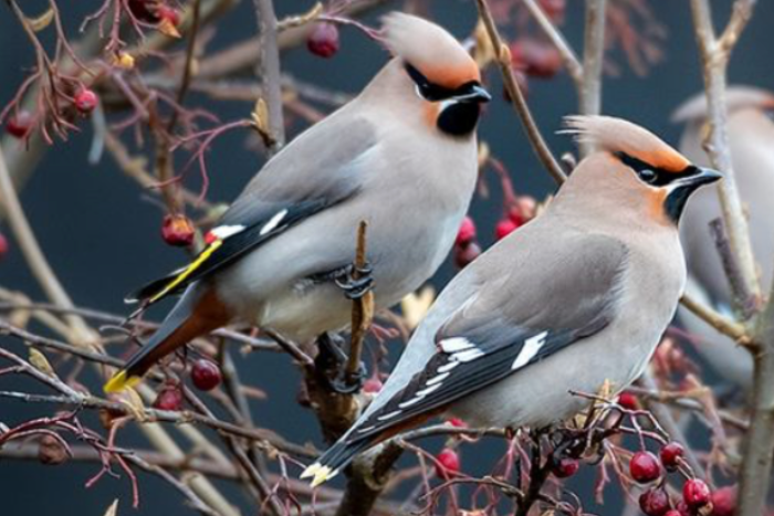europese pestvogel - bombycilla garrulus