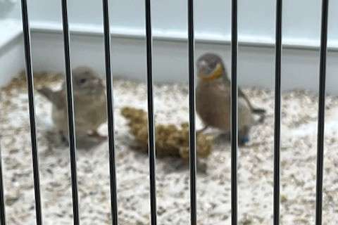 koppel bandvinken geelband 2025