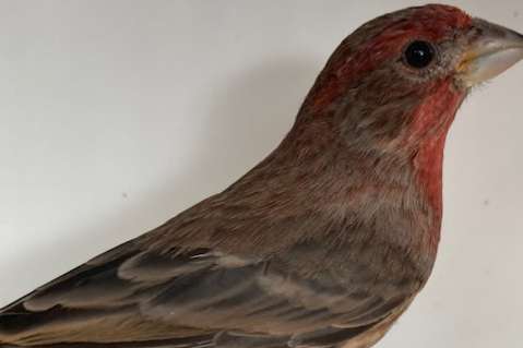 mexicaanse roodmussen