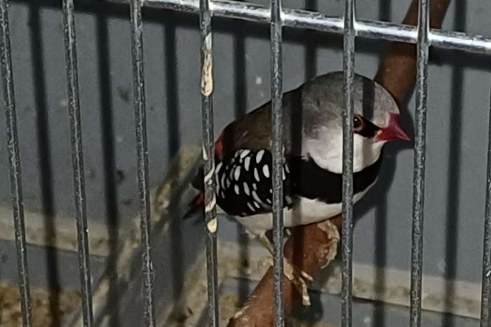 koppel diamantvinken