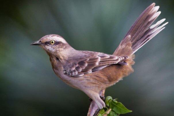 several insectivores