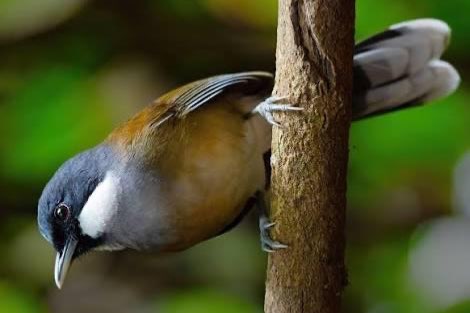 several insectivores