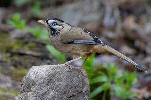 several insectivores