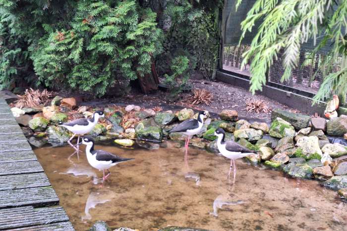 mexicaanse steltkluut