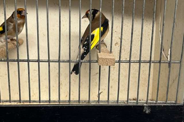 bloemputters/kleine putters/distelvinken