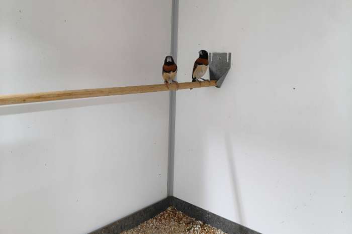 bruinborst rietvinken