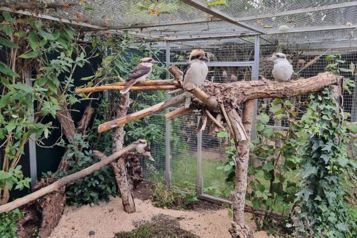 kookaburra's 2025 natuurbroed