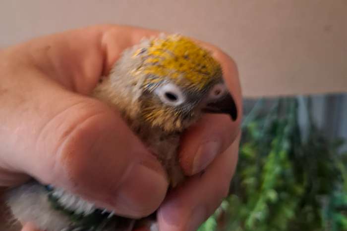 poppen en koppel flavoviridis