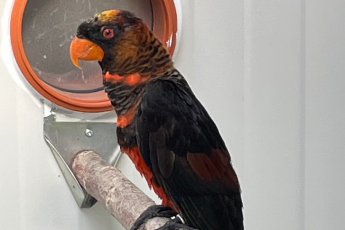 dusky lori man van 2022