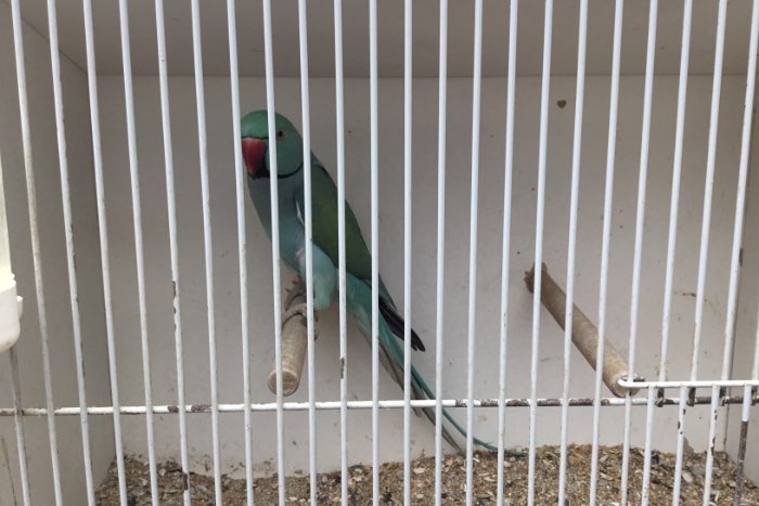 diverse halsbanden te koop