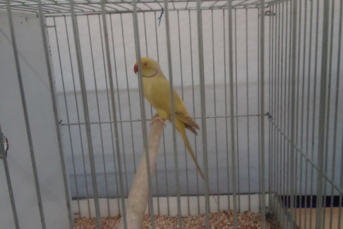 diverse halsbanden te koop