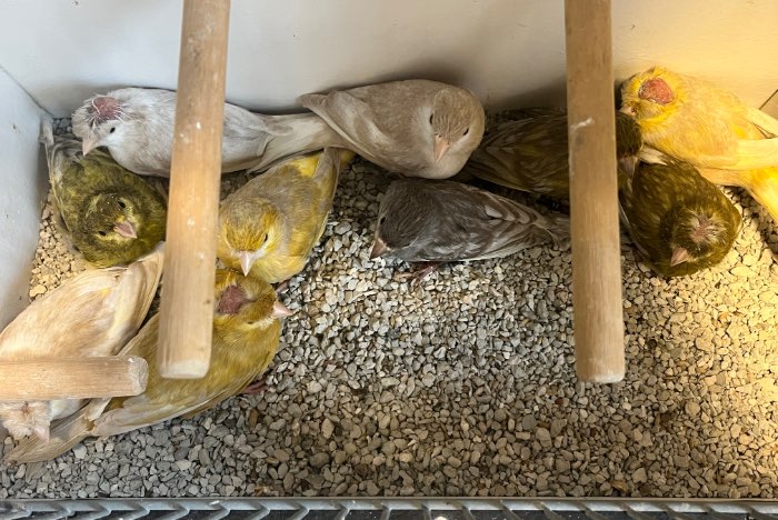 kanarie jasper of jaspis