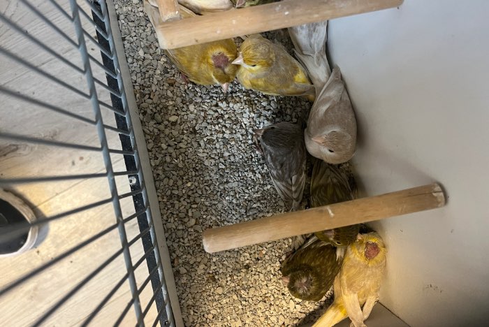 kanarie jasper of jaspis