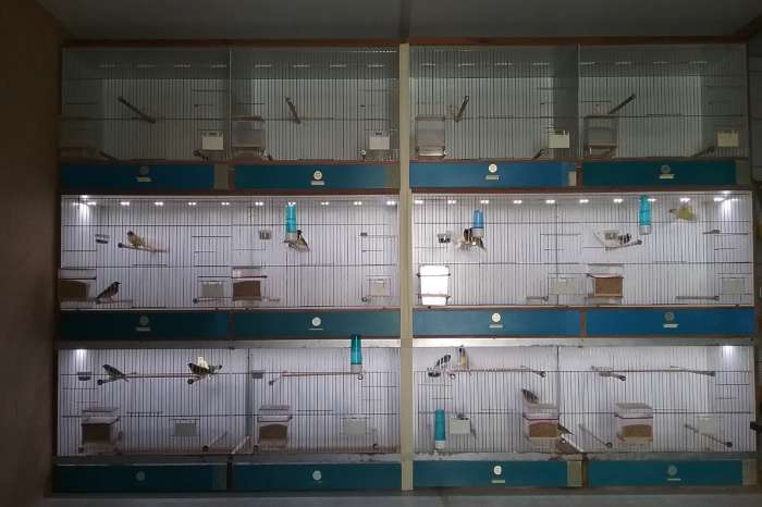 avicultuur-led dimmers voor 'n goed dag/nachtritme