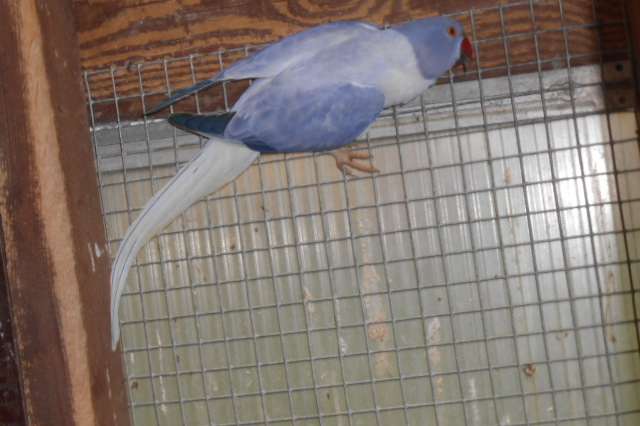 halsband parkieten bleekstaart- opaline 2025