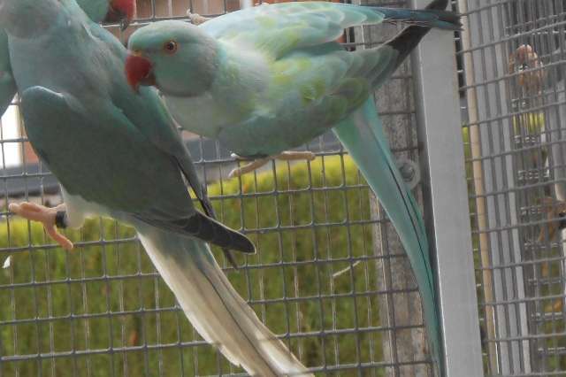 halsband parkieten bleekstaart- opaline 2025