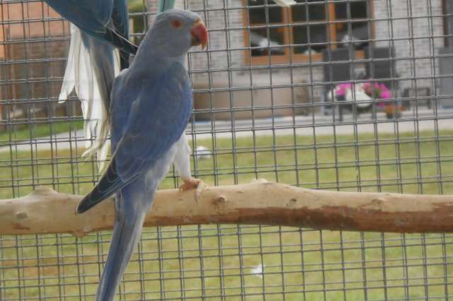 halsband parkieten bleekstaart- opaline 2025