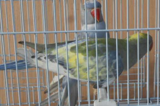 halsbandparkieten rec bont 2025