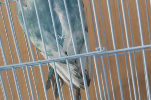 halsbandparkieten rec bont 2025