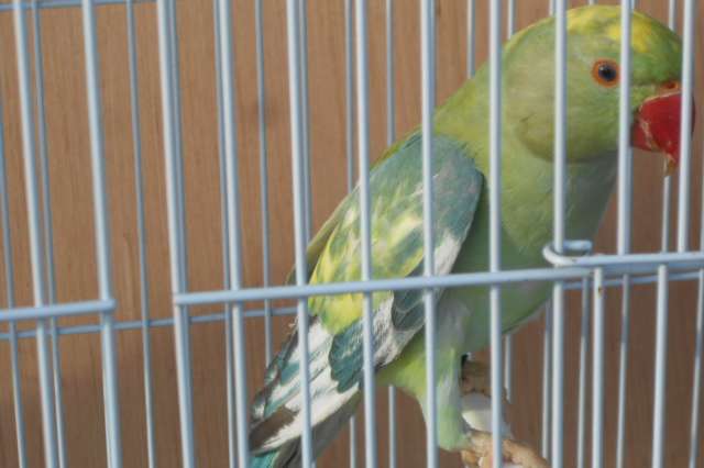 halsbandparkieten rec bont 2025