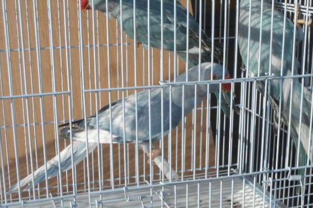 halsbandparkieten rec bont 2025