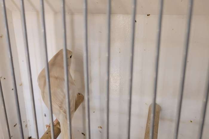 te koop isabel pastel wit