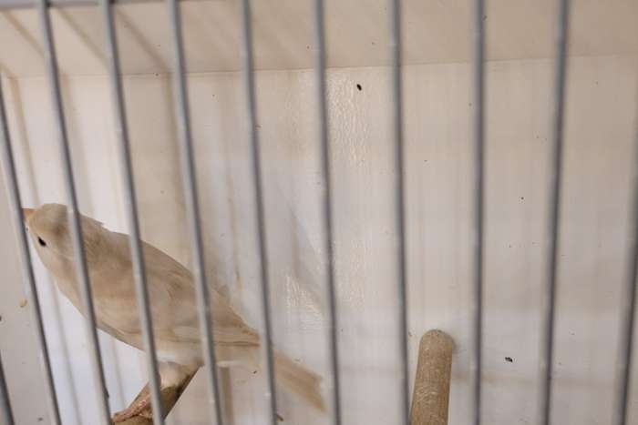 te koop isabel pastel wit