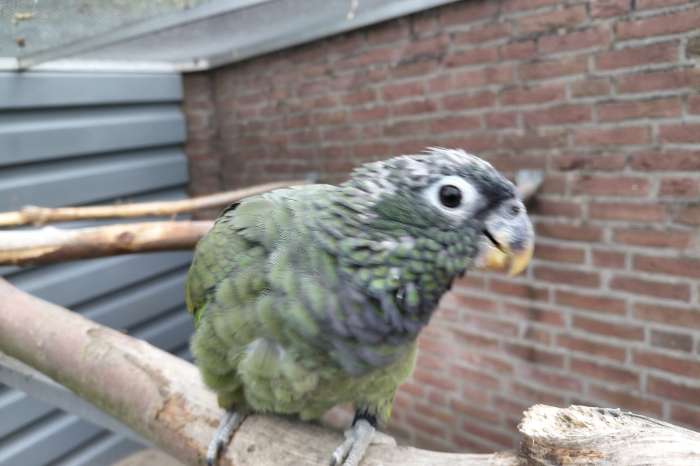pionus bronsvleugel , menstruus en maximiliani-papegaaien.