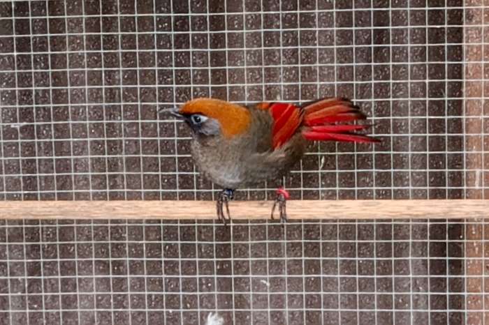 1,0 roodstaartgaailijster milnei rotschwanzhäher