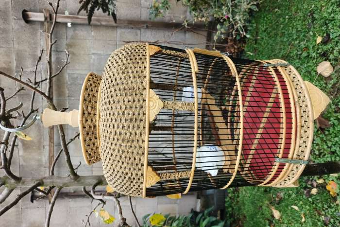 asia kooie käfig bulbul nachtegal puter