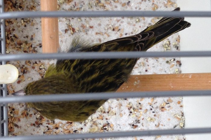 3 koppels zwart kobalt geel