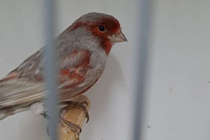 zwart grijsvleugel roodmozaïek mannen