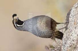 californie kuifkwartels