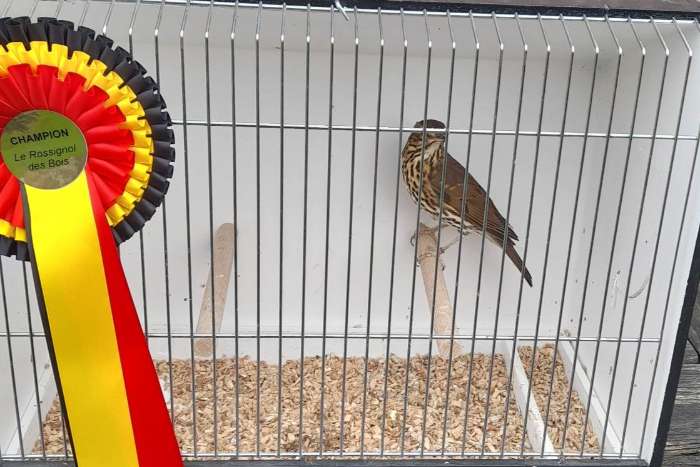 zanglijsters isabel , zanglijster wildkleur , grijskaplijster