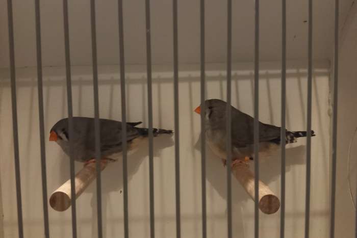 charcoal zebravinken