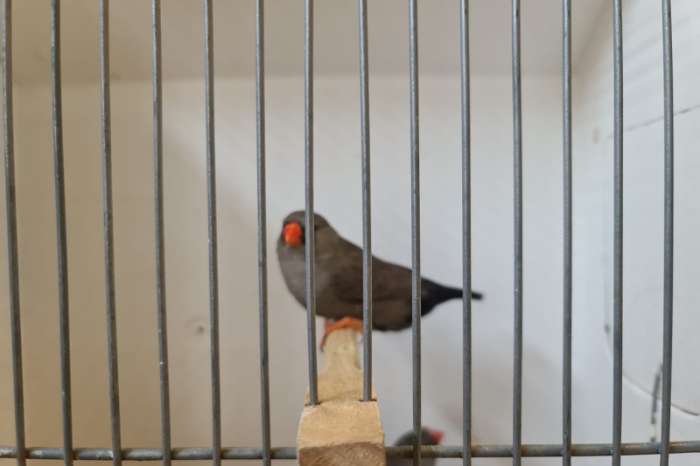 charcoal zebravinken