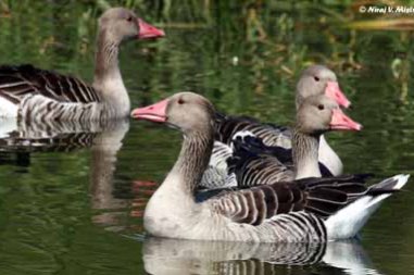 anser anser rubrirostris