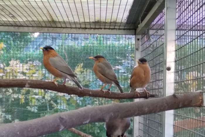 1-0 pagode spreeuw 2025