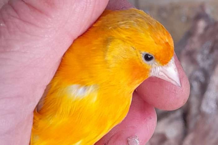 geel eumo opaal putter x kanarie