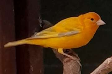 geel eumo opaal putter x kanarie