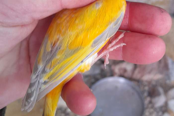 geel eumo opaal putter x kanarie