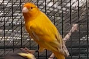 geel eumo opaal putter x kanarie