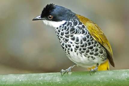 koppel schubborst buulbuuls