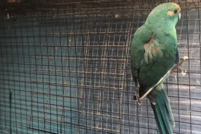 kweekkoppel kakarikies van 2024