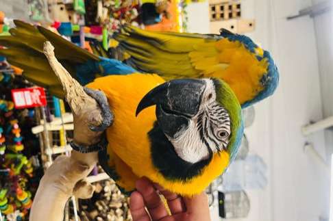 supertamme vrouwelijke blauw-gele ara