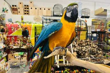 supertamme vrouwelijke blauw-gele ara