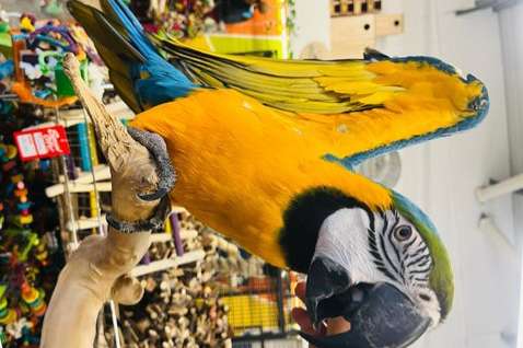 supertamme vrouwelijke blauw-gele ara